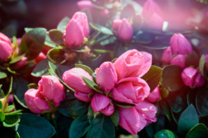 Rosa Azaleen im Gewächshaus Rosa Azaleen im Gewächshaus